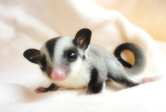 蜜袋鼯食物清單