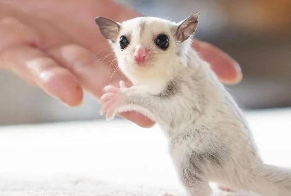 蜜袋鼯清潔技巧