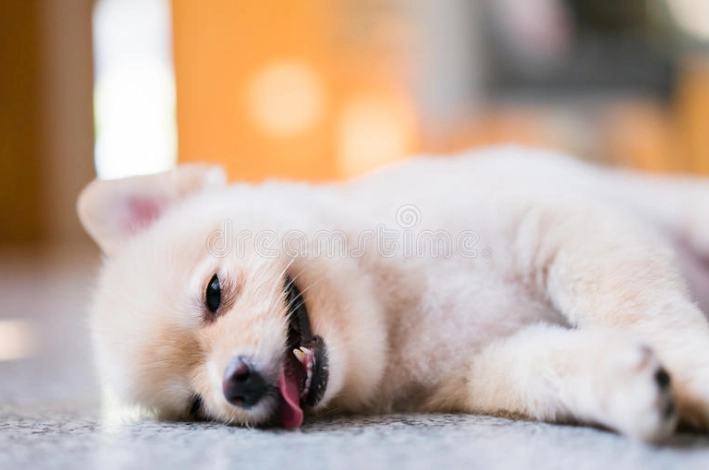 氣管塌陷狗狗照護