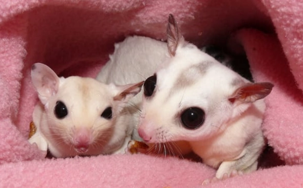 蜜袋鼯幼崽急救