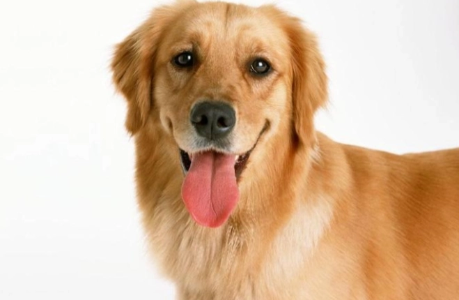 狗睡頭姿勢 狗睡頭姿勢