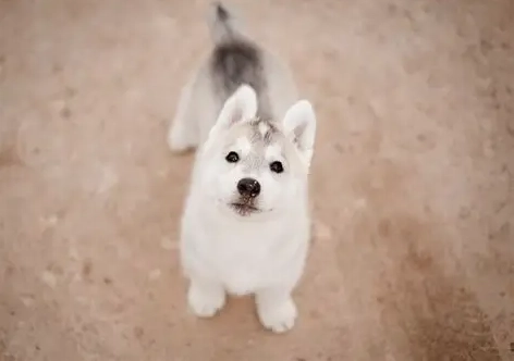 狗雞肉過敏症狀