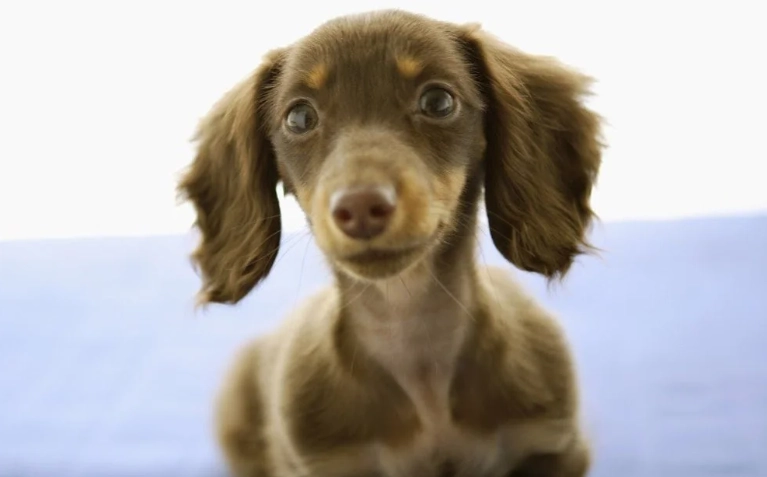 狗狗嘔吐綠色膽汁