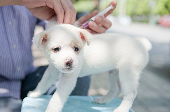 氣管塌陷狗狗照護