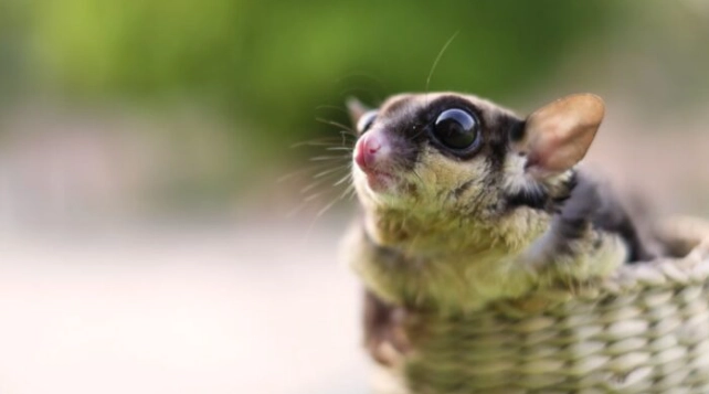 蜜袋鼯叫聲異常