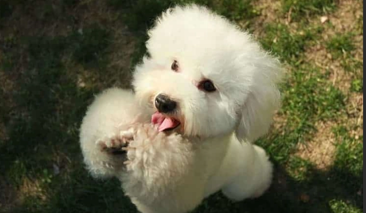 犬類智商排行榜