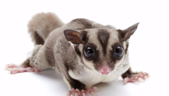 飼養蜜袋鼯法規