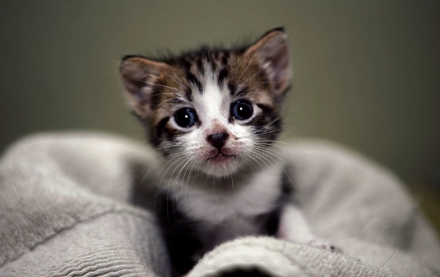 貓糖尿病治療 貓糖尿病治療