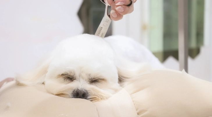 小型犬呼吸困難