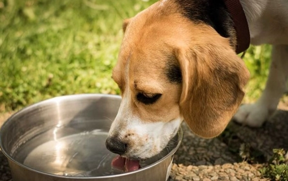 狗狗腹瀉飲水 狗狗腹瀉飲水