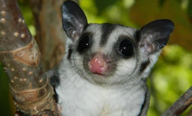 蜜袋鼯叫聲原因