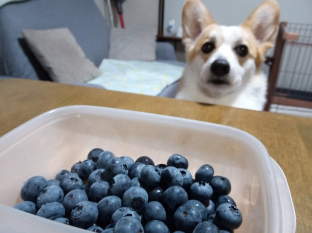 藍莓狗好處
