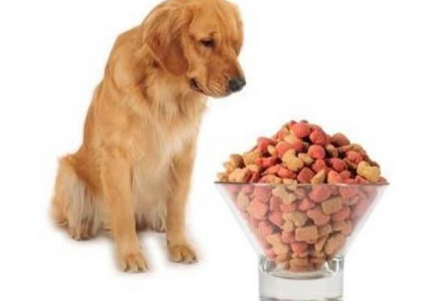 狗狗拉肚子藥物 狗狗拉肚子藥物