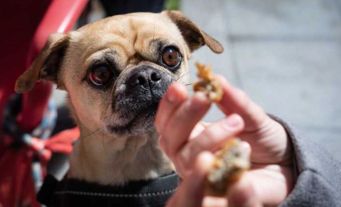 預防狗舔到巧克力