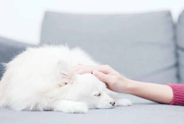 小型犬呼吸困難