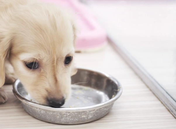 狗狗腹瀉飲水 狗狗腹瀉飲水