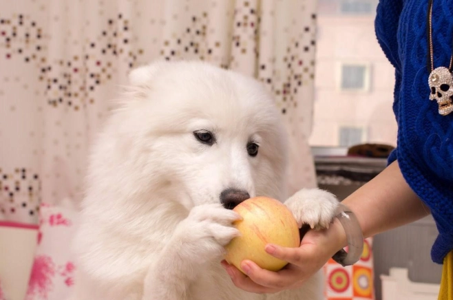 狗狗吃果乾安全嗎