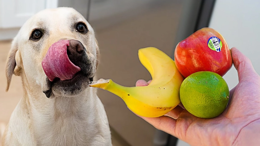 寵物腹瀉處理方法