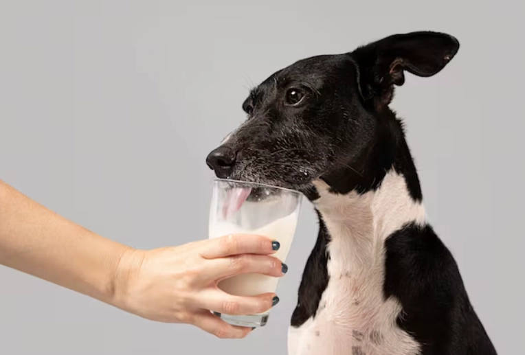 狗內分泌疾病症狀