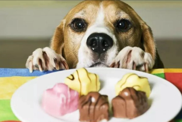 狗巧克力中毒症狀