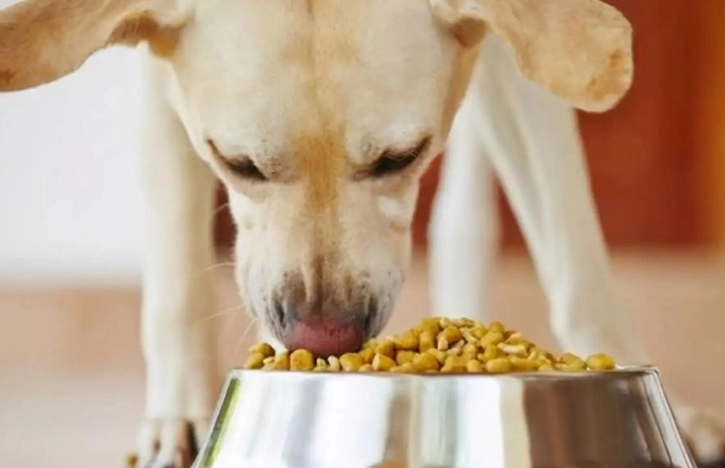 三色豆對狗的影響