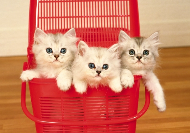 貓糖尿病初期飲食 貓糖尿病初期飲食