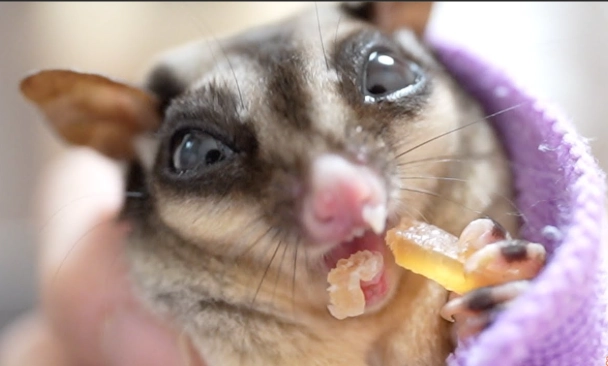 蜜袋鼯發情處理 蜜袋鼯發情處理