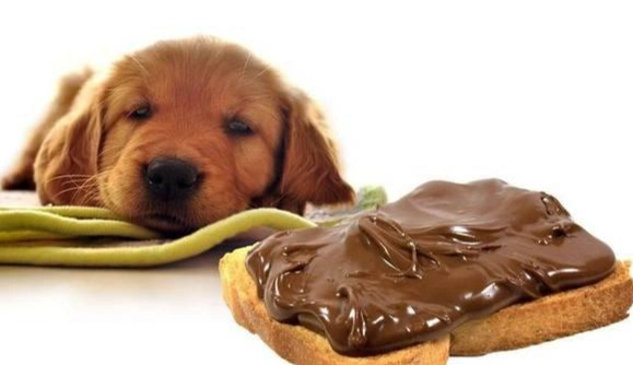 狗巧克力中毒處理