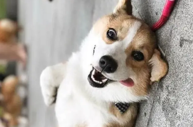 狗狗食物過敏治療