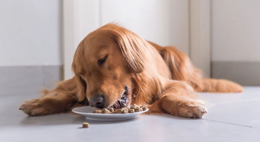 狗狗拉肚子藥物 狗狗拉肚子藥物
