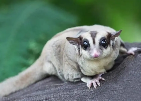 寵物蜜袋鼯餵食