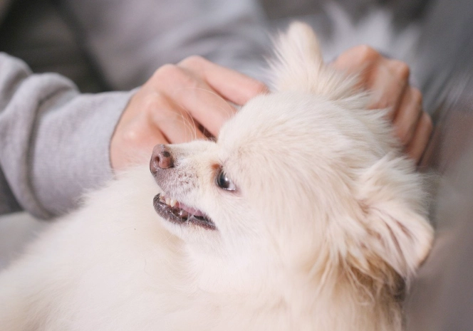 小型犬氣管保健