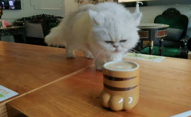 貓咪誤食咖啡處理