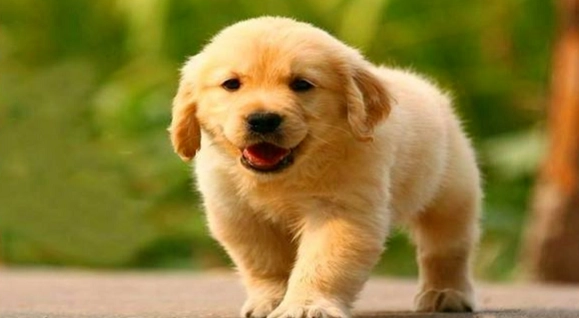 傷口處理狂犬病 傷口處理狂犬病