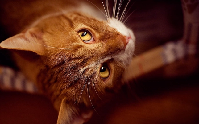 貓糖尿病血糖值 貓糖尿病血糖值