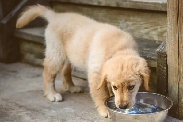 狗狗拉肚子喝水 狗狗拉肚子喝水