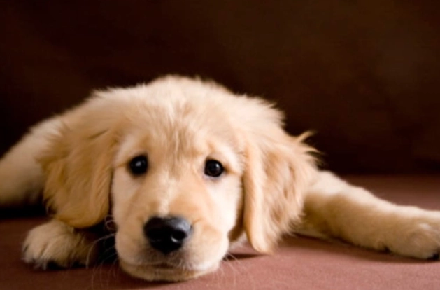 狗睡頭原因 狗睡頭原因