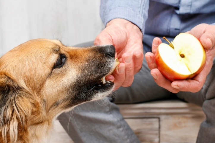 狗狗吃蘋果安全嗎