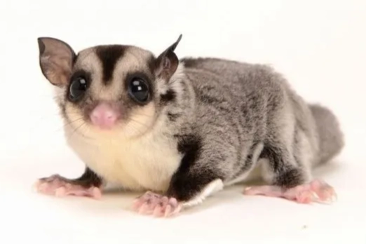 蜜袋鼯餵食禁忌