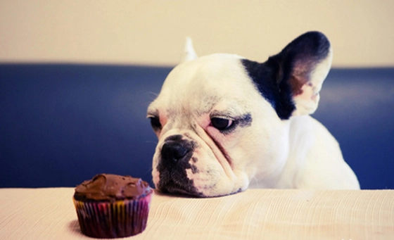 巧克力对狗的中毒时间 巧克力对狗的中毒时间