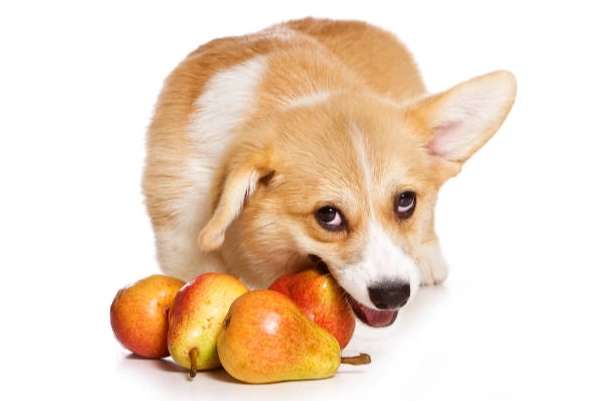 狗狗吃蘋果安全嗎