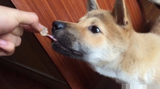 狗飼料拌罐頭方法