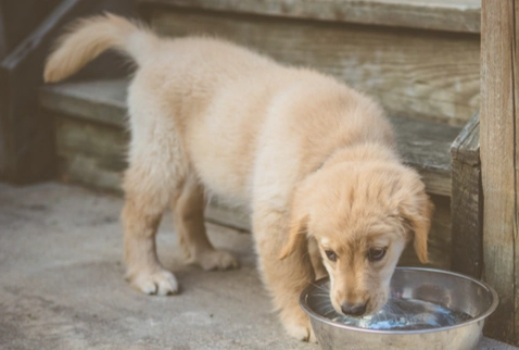 狗呕吐喝水多 狗呕吐喝水多