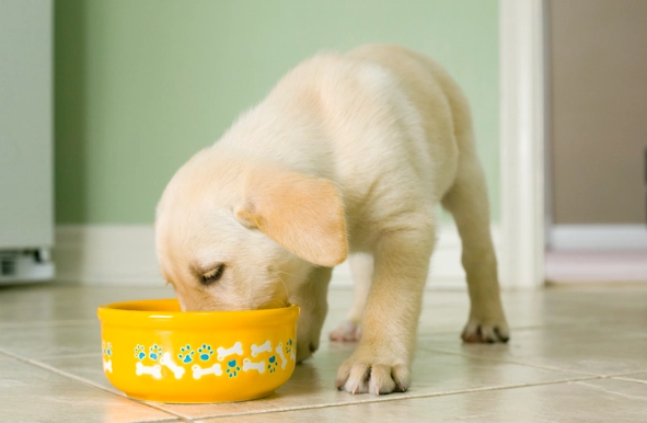 寵物飲水異常 寵物飲水異常