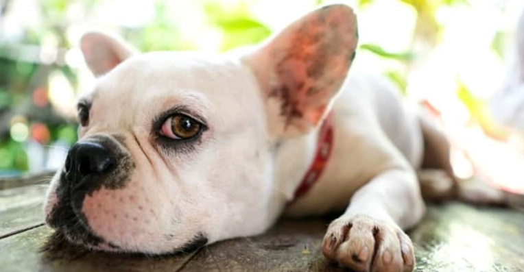 寵物皮膚炎護理