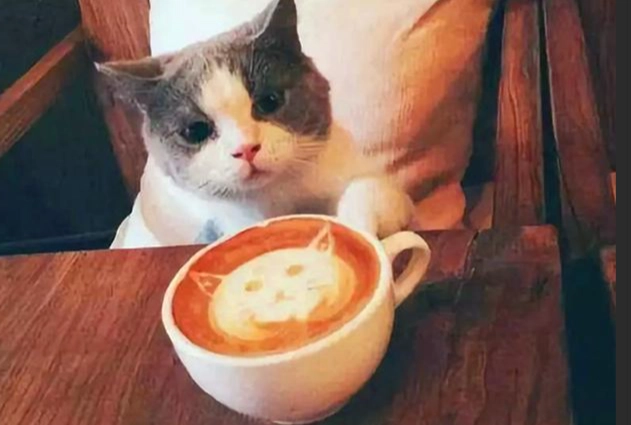 貓吃咖啡豆危險