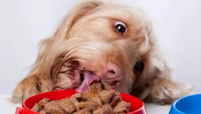 狗吃海鮮注意事項 狗吃海鮮注意事項