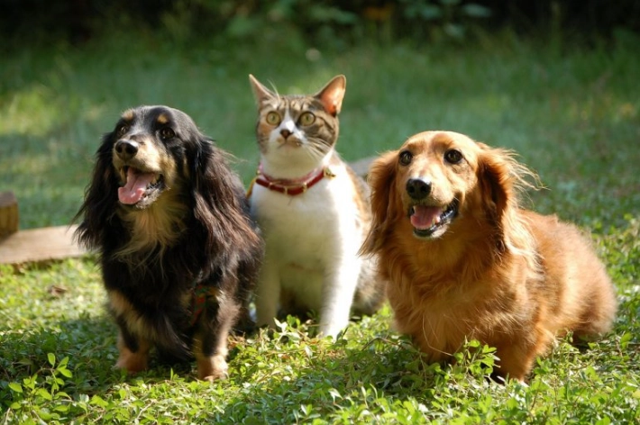 犬貓糖尿病治療