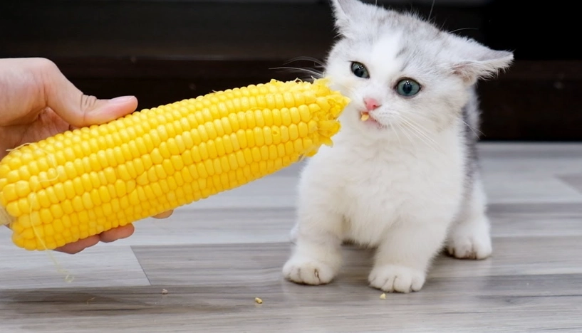 貓咪可以吃玉米嗎 貓咪可以吃玉米嗎