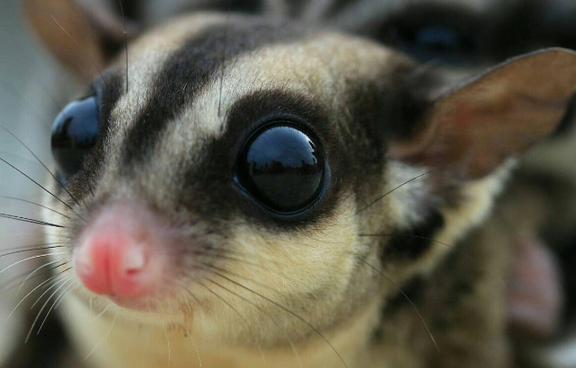 蜜袋鼯飼養技巧 蜜袋鼯飼養技巧